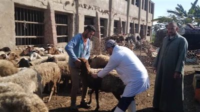 تحصين 97 ألف رأس ماشية ضد الجلد العقدي وجدري الأغنام بالدقهلية 