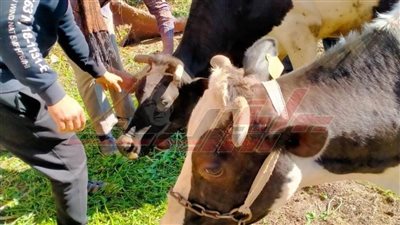 تحصين 148ألف رأس ماشية 46 ألفًا و410 طائرات بكفر الشيخ