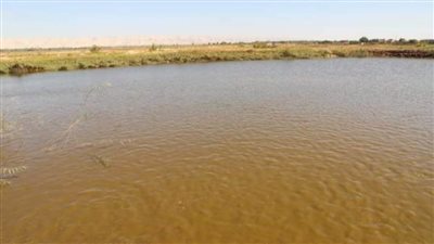 10 أفدنة وتيسيرات في السداد لراغبي زراعة الأرز في توشكى