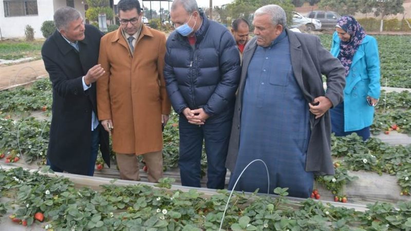 زراعة الفراولة