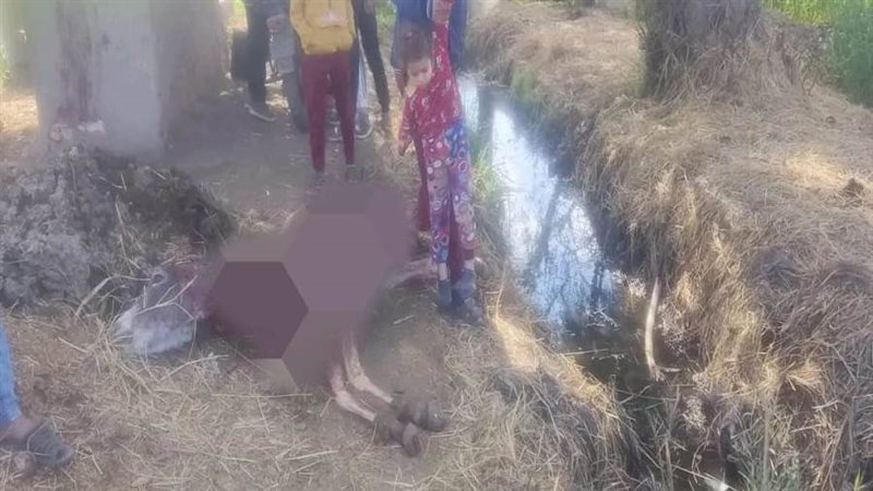 بعض من الحمير المذبوحة