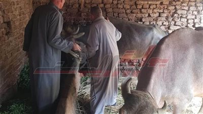 تحصين 166 ألفًا و615 رأس ماشية ضد الحمى القلاعية وأخذ 47 عينة من الطيور
