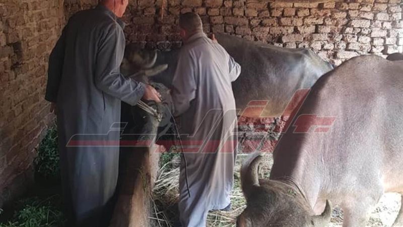 تحصين المواشي