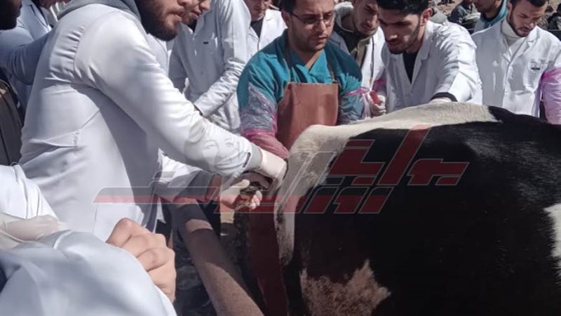 الكشف البيطري