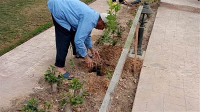 زراعة الأشجار بمكتبة مصر العامة بدمنهور ضمن المبادرة الرئاسية 