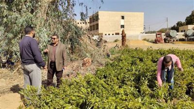٢٤ ألف شتلة وتوزيع الأشجار على المراكز الخمسة لرعاية الأشجار وحسن استغلالها