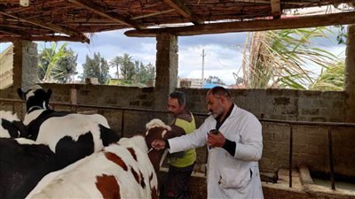 انطلاق فعاليات الحملة القومية للتحصين ضد مرضى الحمى القلاعية بالبحيرة 