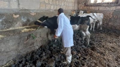 محافظة الإسكندرية: مستهدف تحصين 145 ألف رأس ماشية ضد مرضي الحمى القلاعية وحمي الوادي المتصدع