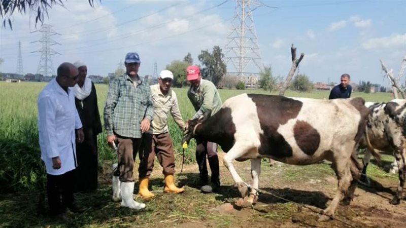 تحصين 156 ألف رأس