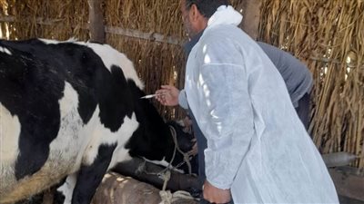 تحصين 208 آلاف رأس ماشية خلال الحملة القومية للتحصين بالبحيرة