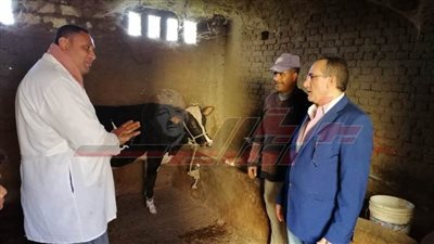 تحصين 130 ألف رأس ماشية و41 ألفًا و630 طائرا بكفر الشيخ