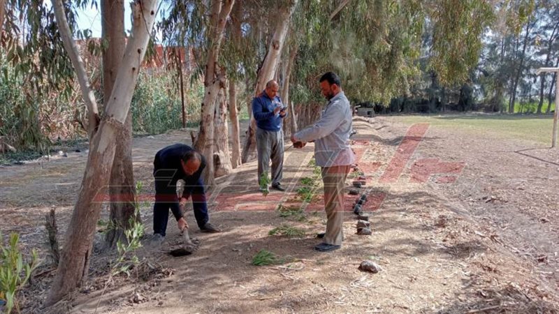 زراعة الأشجار