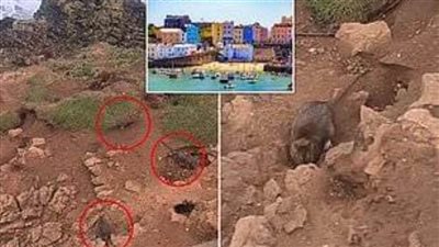 عاجل.. غزو الفئران يجعل سكان بلدة ساحلية 