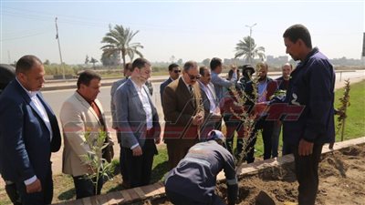  زراعة 40 ألف شجرة بمدن وقرى كفر الشيخ