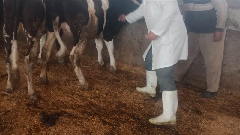 تحصين 331 ألف رأس