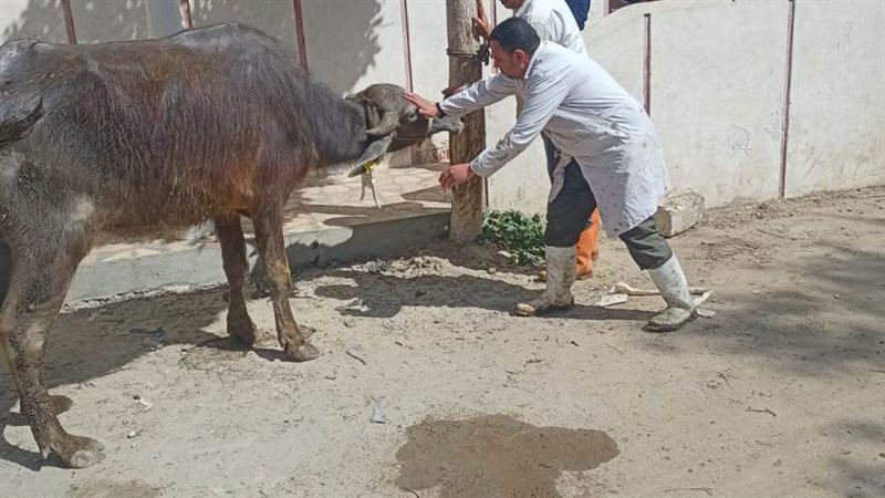 تحصين 368378 رأس