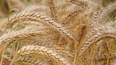 الجامعة العربية: نجاح تجربة توطين زراعة القمح في موريتانيا بدعم من 