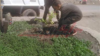 زراعة الأشجار بأحياء وشوارع كفر الشيخ