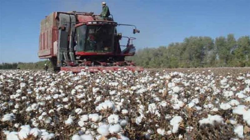 جني محصول القطن