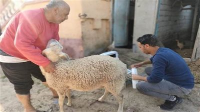 الطب البيطرى: تحصين نحو 60 ألفًا من الماشية بشمال سيناء 