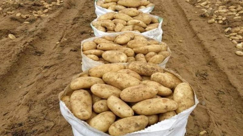 بطاطس معدة للتصدير