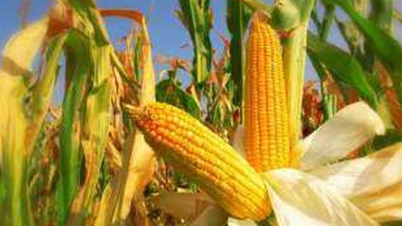 الذرة الصفراء