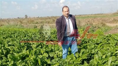 رئيس المحاصيل السكرية بسخا يكشف إنتاج كفر الشيخ من محصول البنجر هذا العام