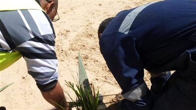 متابعة أعمال النظافة والإنارة العامة وزراعة النباتات بحي ثالث الإسماعيلية