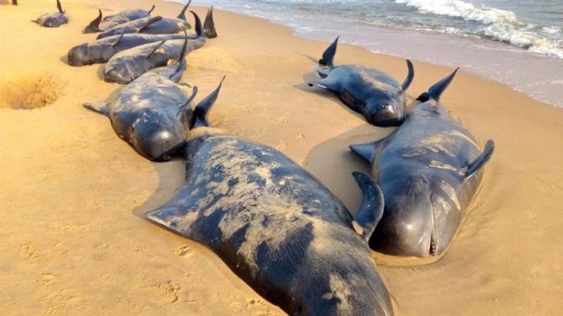 نفوق الحيتان على