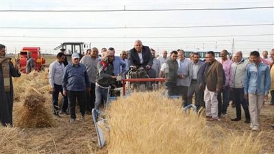 بدء موسم حصاد القمح بالوادي الجديد.. والمحافظ يشارك المزارعين فرحتهم 