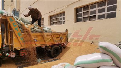 تموين المنيا.. توريد 53 طنًا و234 كيلو قمح مع فتح باب التوريد