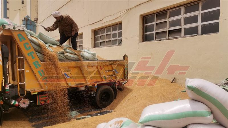 توريد القمح بالمنيا