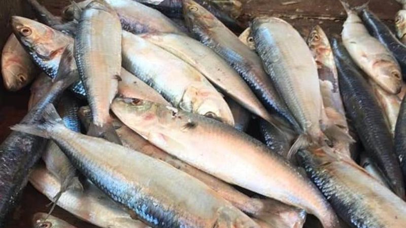 ضبط أسماك مملحة ولحوم