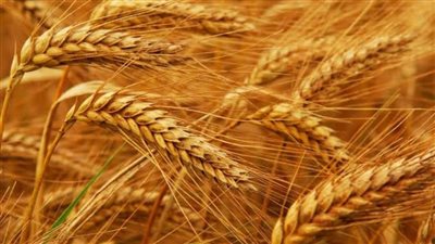 استلام ٣٨.٨٥٦ طن قمح محلي ببنكر إسنا