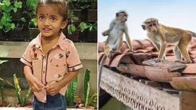 القرود والطفل الضحية