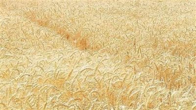 بشاير الخير هلت بالمنيا... توريد 1462 طنًا من محصول القمح بالشون والصوامع الحكومية