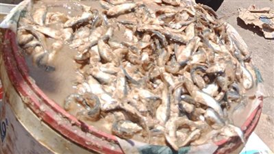 ضبط مواد غذائية غير صالحة للاستهلاك الآدمي فى حملة بالبحيرة 