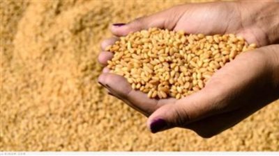 قرارات مهمة من التموين بخصوص توريد القمح المحلي وأسعاره وموانع نقله بين المحافظات