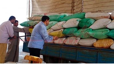 حصاد 10 آلاف فدان قمح وتوريد 1227 طنًا للصوامع والشون بكفر الشيخ