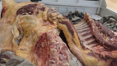 بيطري المنيا يحرر 62 محضرًا خلال حملات على الأسواق ومحال عرض وبيع اللحوم