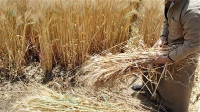 دون إصابات.. السيطرة على حريق شب بقطعة أرض مزروعة قمحًا بإحدى قرى المنيا