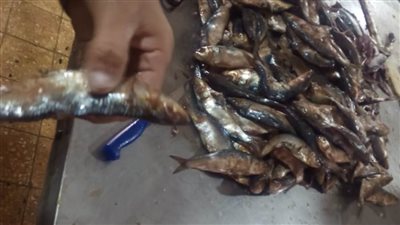 ضبط 2500 كجم من أسماك مملحة غير صالحة للاستهلاك الآدمي بالبحيرة