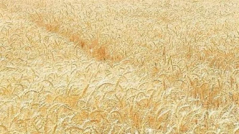 محصول القمح بالمنيا