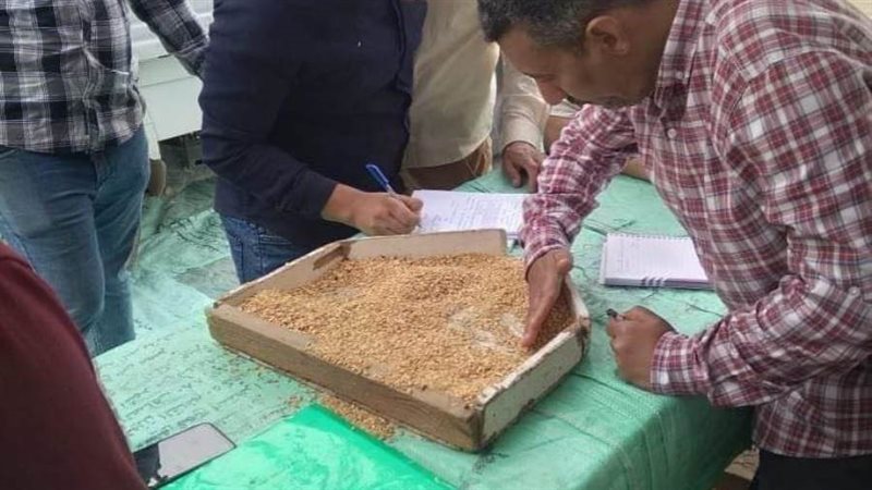 توريد القمح بالمنيا