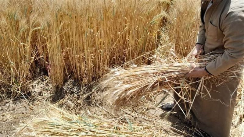 توريد القمح بالمنيا