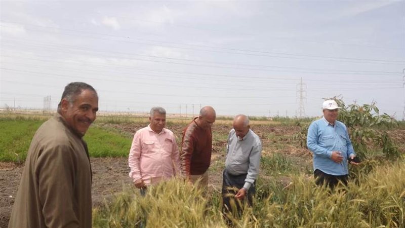 حصاد القمح في مركز