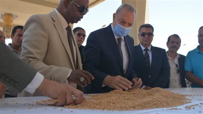 ننشر أرقام حصاد موسم الذهب الأصفر بالقليوبية 