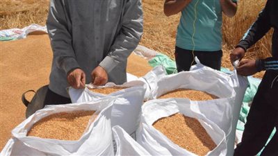 نائب محافظ البحيرة تتابع يوم حصاد 