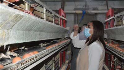 نائب محافظ البحيرة تتفقد محطة الزهراء لإنتاج البيض