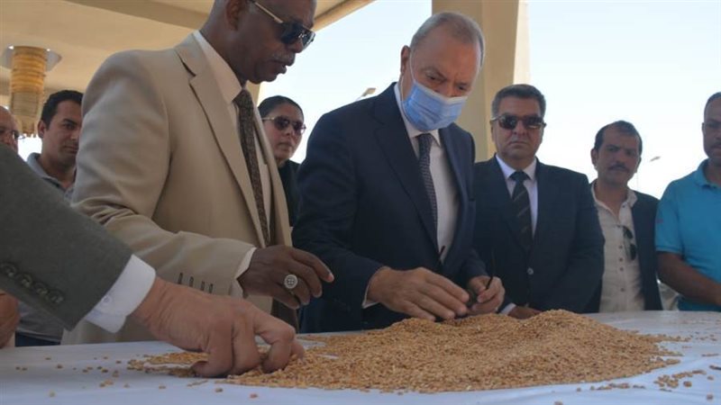 توريد قمح بصوامع